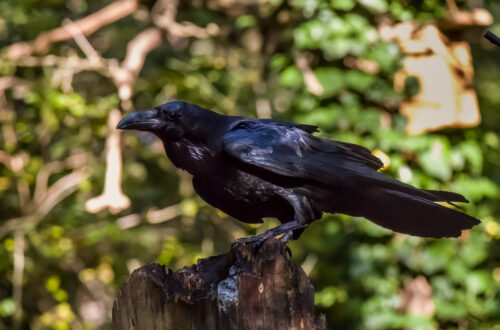 A holló, a Corvus nemzetségbe tartozó madár, amelynek fekete színe és ragyogó intelligenciája sokakat lenyűgöz. Azon túl, hogy ez a madár általában negatív szimbólumként jelenik meg a kultúrákban, a valóságban sokszínű és érdekes lény